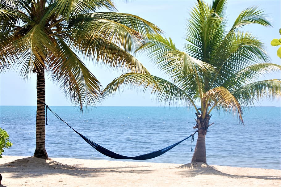 placencia, belize, beach, hammock, ocean, tropical climate, palm tree, tree, water, beauty in nature