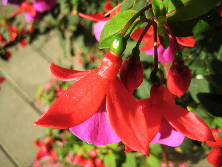 fuchsia, flower, natural, summer, denmark, plant, growth, beauty in nature, flowering plant, close-up