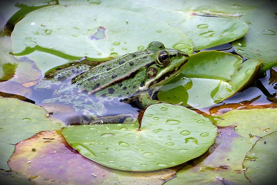 frogs, frog, water frog, amphibians, nature, pond, green, animal, animal world, pond inhabitants