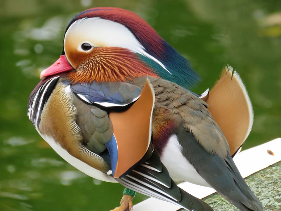multicolored, bird, macro lens photography, Mandarin Duck, Water, Lake, Nature, colorful feathers, outdoors, male