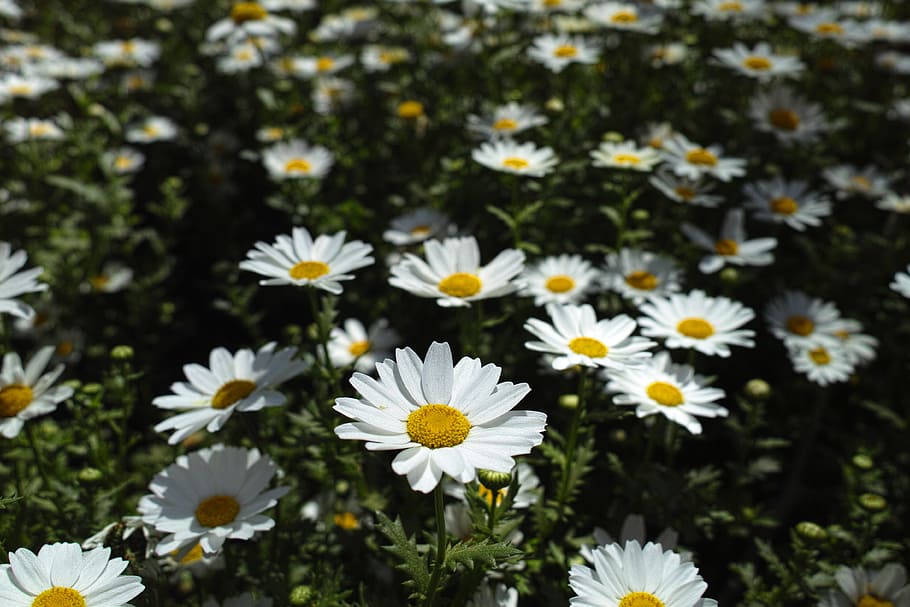 flower, daisy, garden, plant, nature, flowers, macro, the leaves are, white, background
