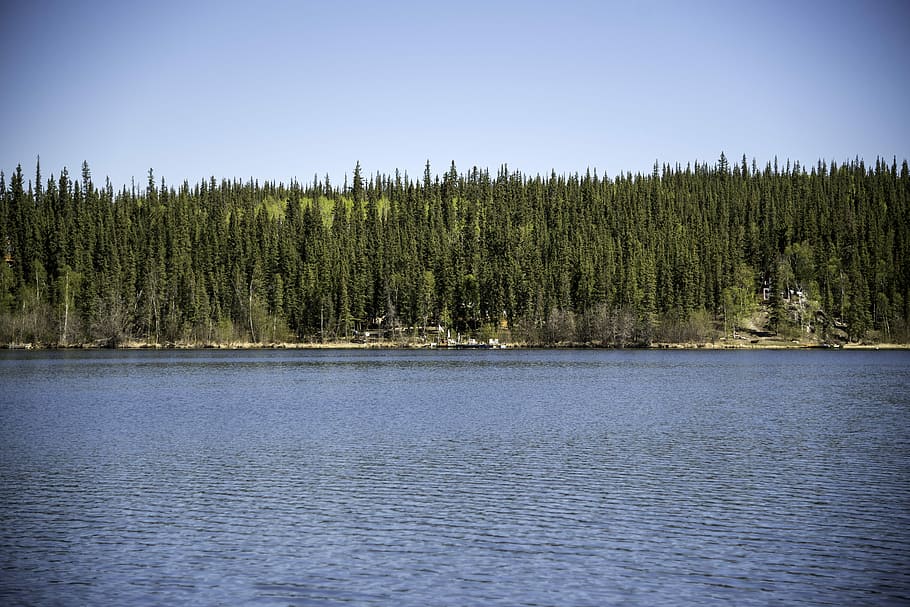 Pine Forest, Opposite, Shore, Ingraham Trail, canada, forest, lake, nature, northwest territories, outdoors