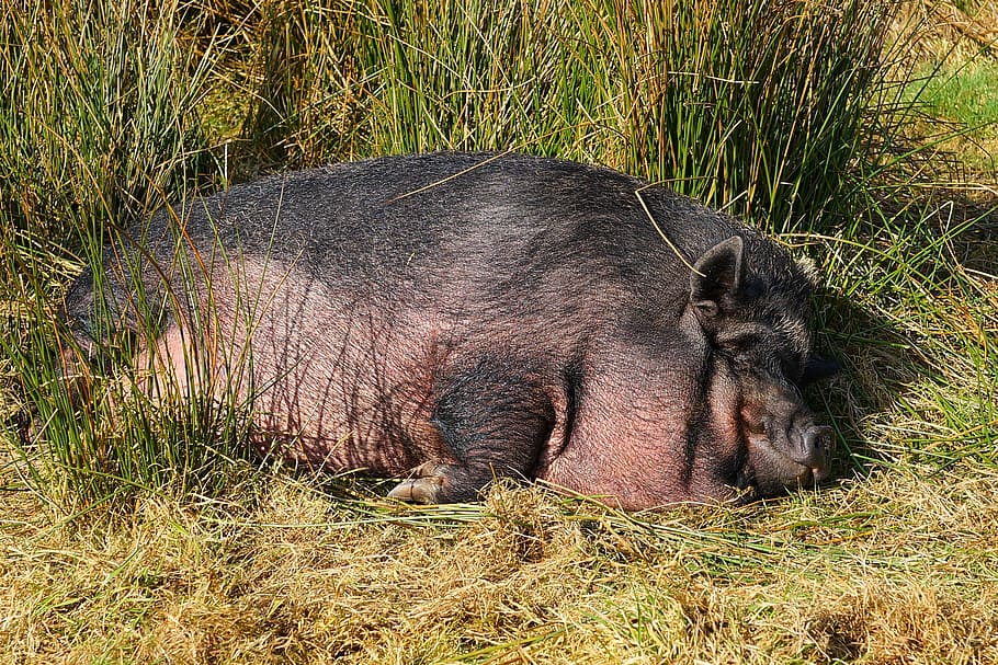 hitam, babi, berbaring, bidang rumput, babi domestik, ternak, menabur, mamalia, tidur, babi bahagia