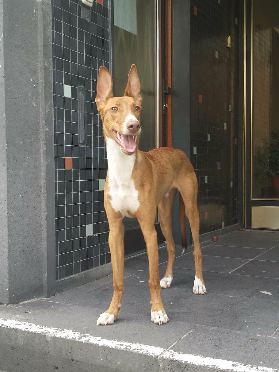 podenco, dog, mix, animal, ears, listen to, watch, mammal, domestic animals, pets