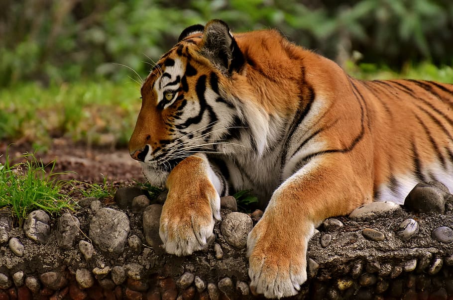 close-up photo, tiger, lying, brown, soil, cat, predator, wildcat, dangerous, big cat