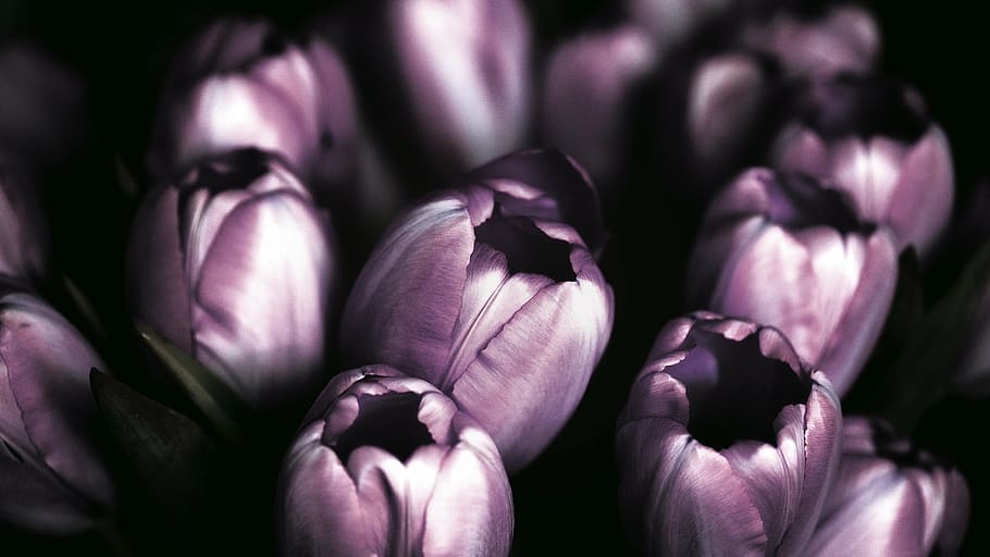 purple tulips field, violet, tulips, flower, nature, garden, purple, healthy eating, vegetable, freshness