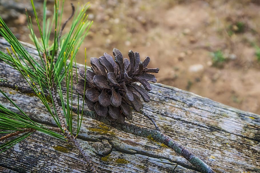 pineapple, dried pineapple, nature, pine, trees, texture, park, bark, solo, pine nuts
