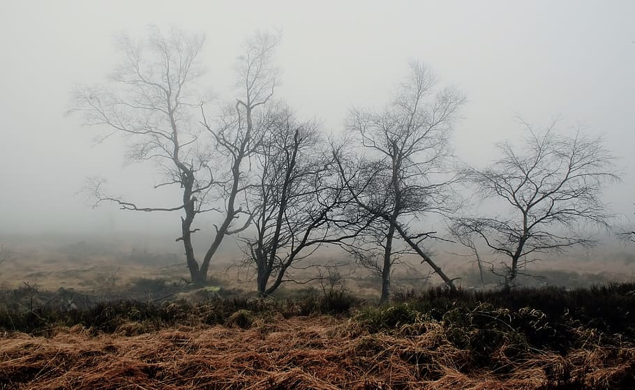grass field, dead, trees, foggy, weather, photography, fog, autumn, nature, plant