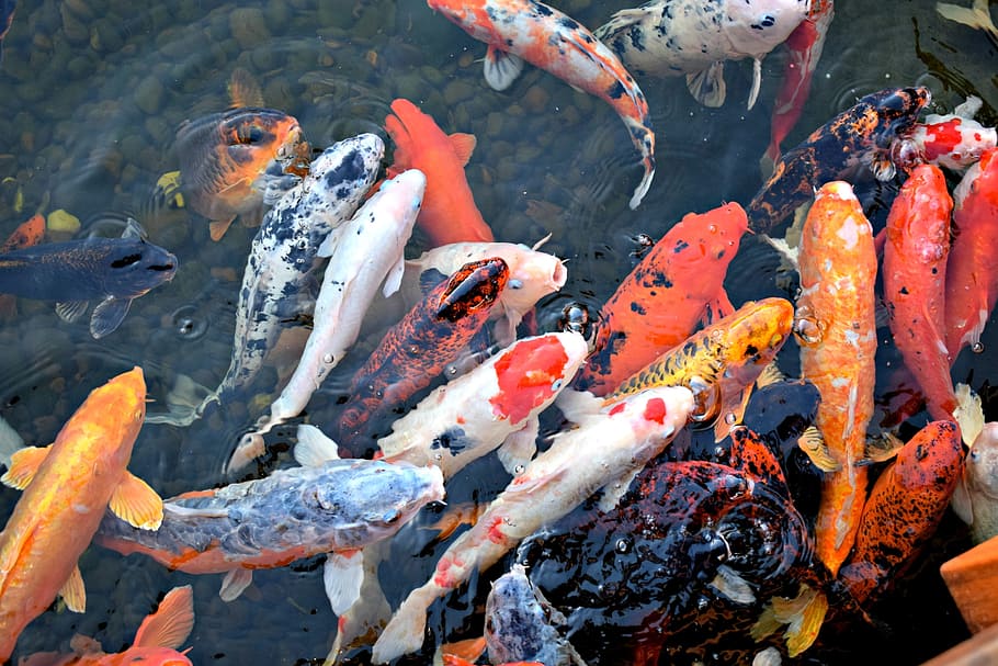 koi fishes, water, Koi Fish, Asian, Japan, Ornamental, fish, underwater, fishes, colorful