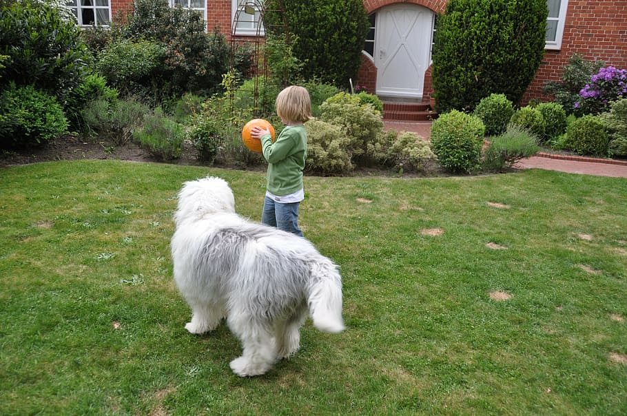 bobtail, dog, child, young, boy, fellig, play, ball, fun, front yard