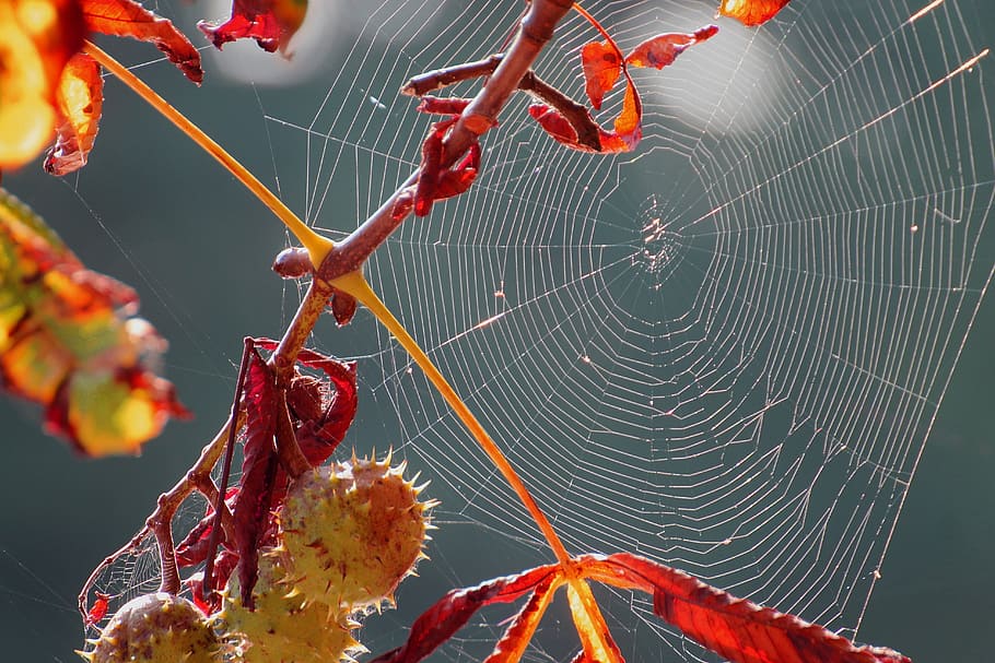 Spider, Webs, Weave, Spin, Network, spider webs, spin, network, nature, cobweb, close