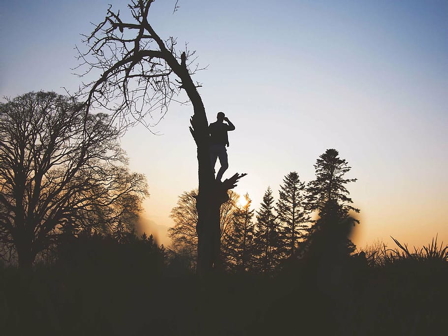 silhouette, man, tree, trees, branch, plant, nature, sky, sunset, people