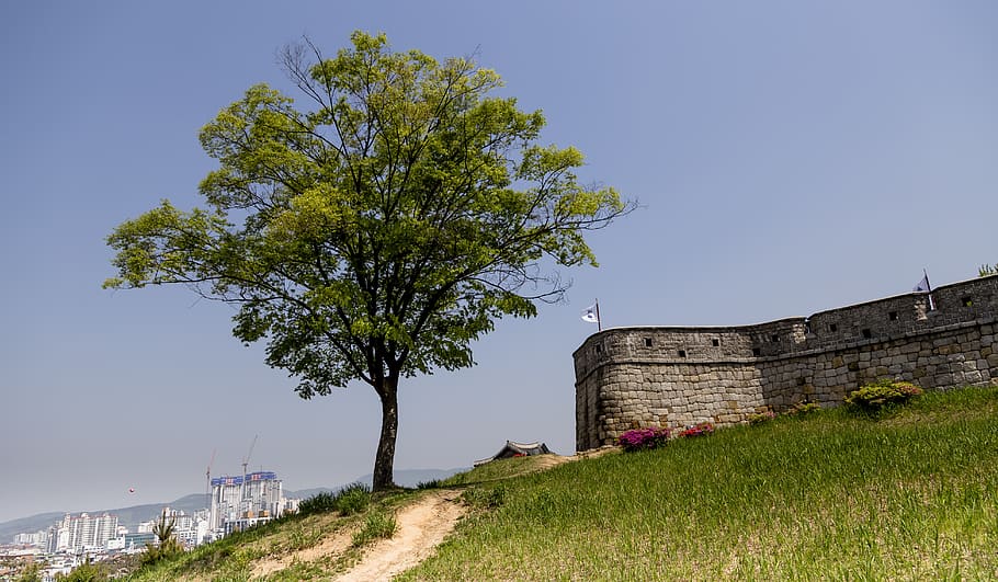 each day, wood, korea, republic of korea, suwon, suwon hwaseong, castle, unesco, world cultural heritage, plant
