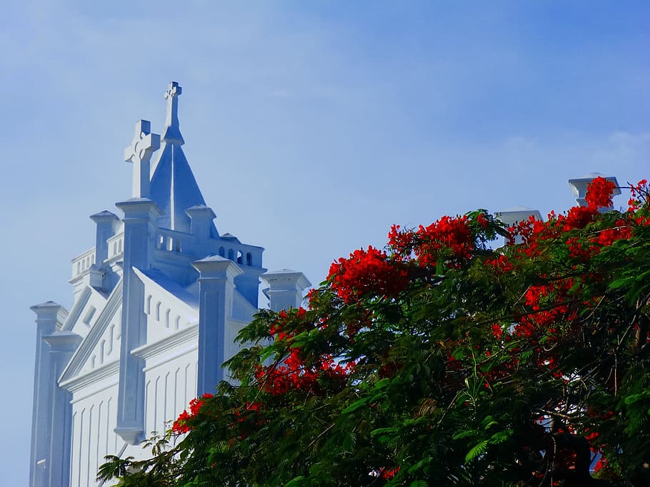 red, petaled flowers, overlooking, white, concrete, cathedral roof, blue, sky, daytime, Key West, Florida