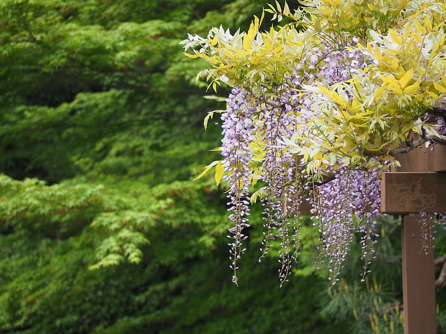 glicínias, treliça de glicínias, flores, japão, natureza, árvore, flor, planta, beleza da natureza, frescura