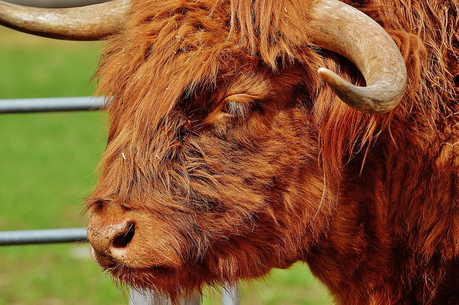 bull, beef, horns, farm, animal, wildlife photography, animal world, mammal, animal themes, domestic animals
