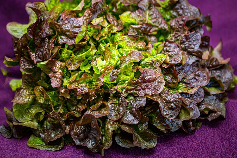 salad, oak leaf lettuce, vegetables, lettuce leaves, vitamins, nutrition, lettuce, lactus sativa, vegetarian, food