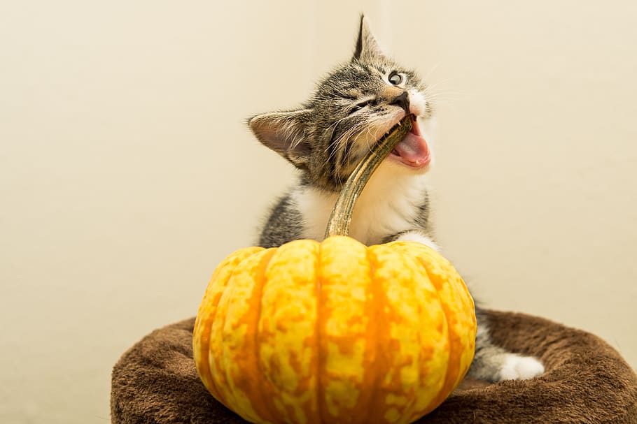 cat, pumpkin, small, mackerel, kitten, domestic cat, pet, cute, sweet, mieze
