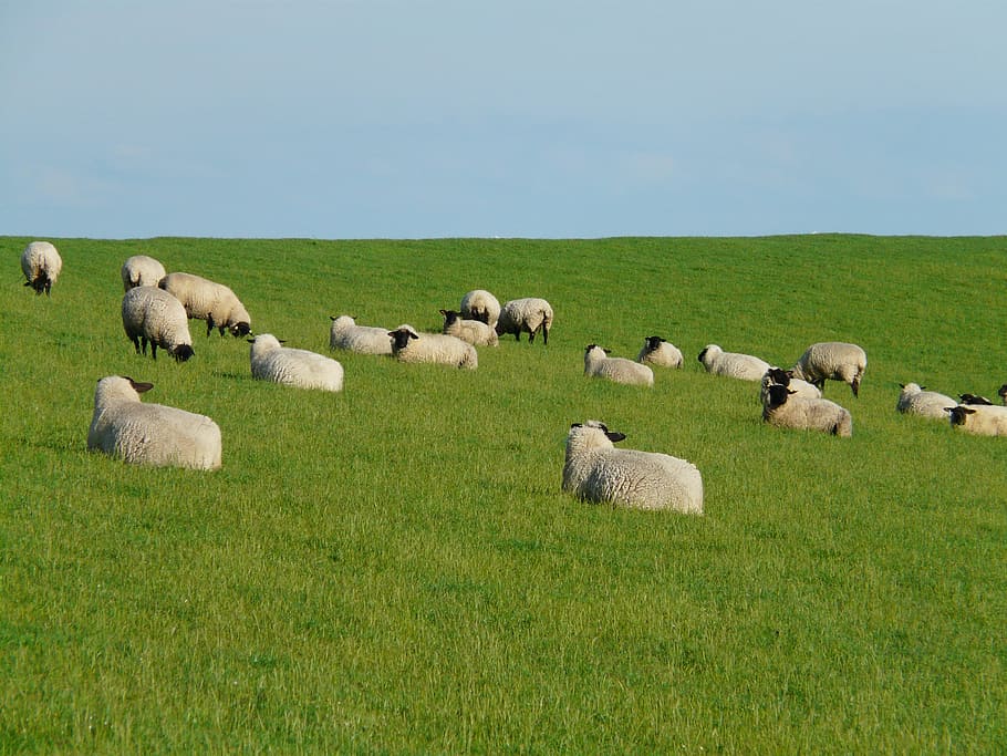 Rebanho, Ovelha, Grupo, Descanso, Rebanho de ovelhas, preocupações, pastar, lã, ovelha rhön, dique