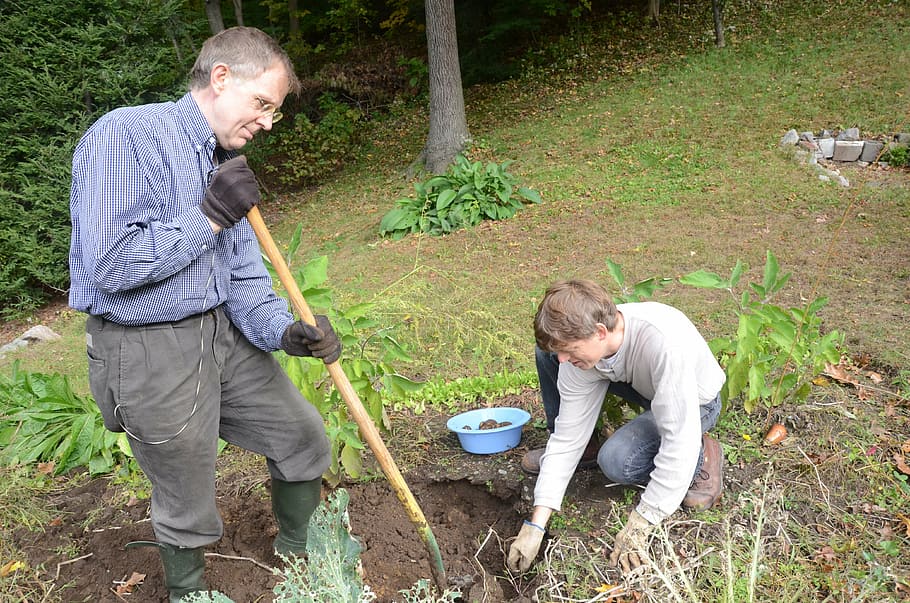 digging, potatoes, garden, gardening, men, males, casual clothing, two people, plant, people