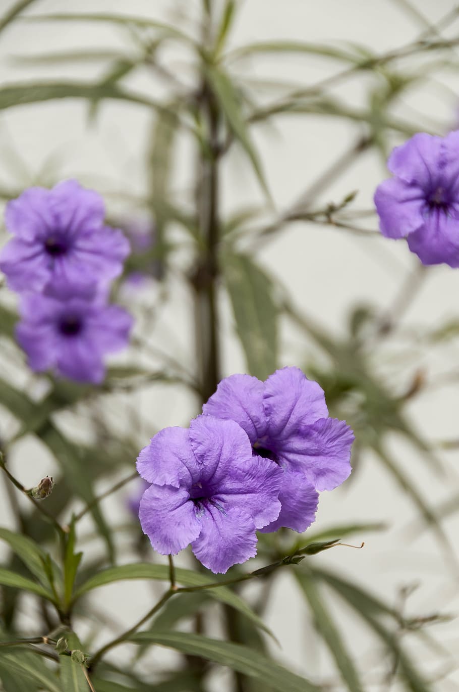 petunia, flores moradas, violeta, color, planta, planta floreciendo, flor,  belleza en la naturaleza, púrpura, vulnerabilidad | Pxfuel