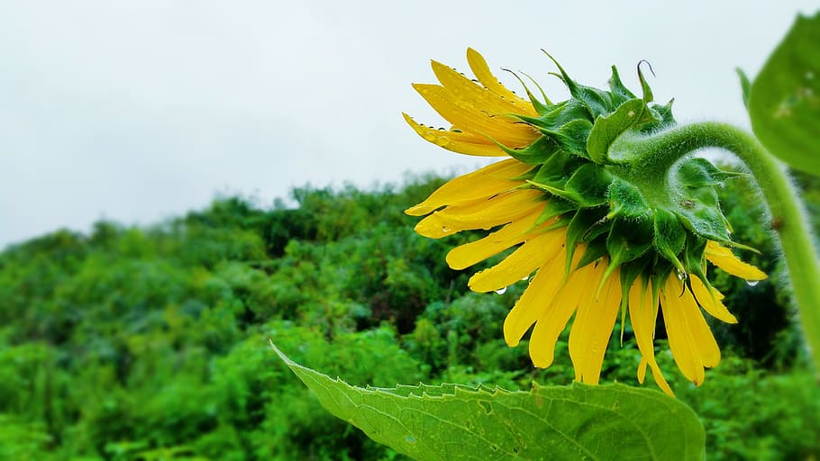 12 de agosto, dia chuvoso, girassóis amarelos em flor, planta, flor, plantar flor, amarelo, frescura, beleza da natureza, vulnerabilidade