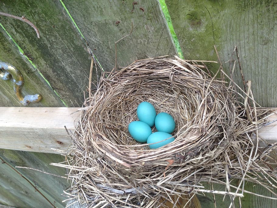 egg, nest, bird, animal nest, high angle view, nature, animal egg, bird nest, plant, day