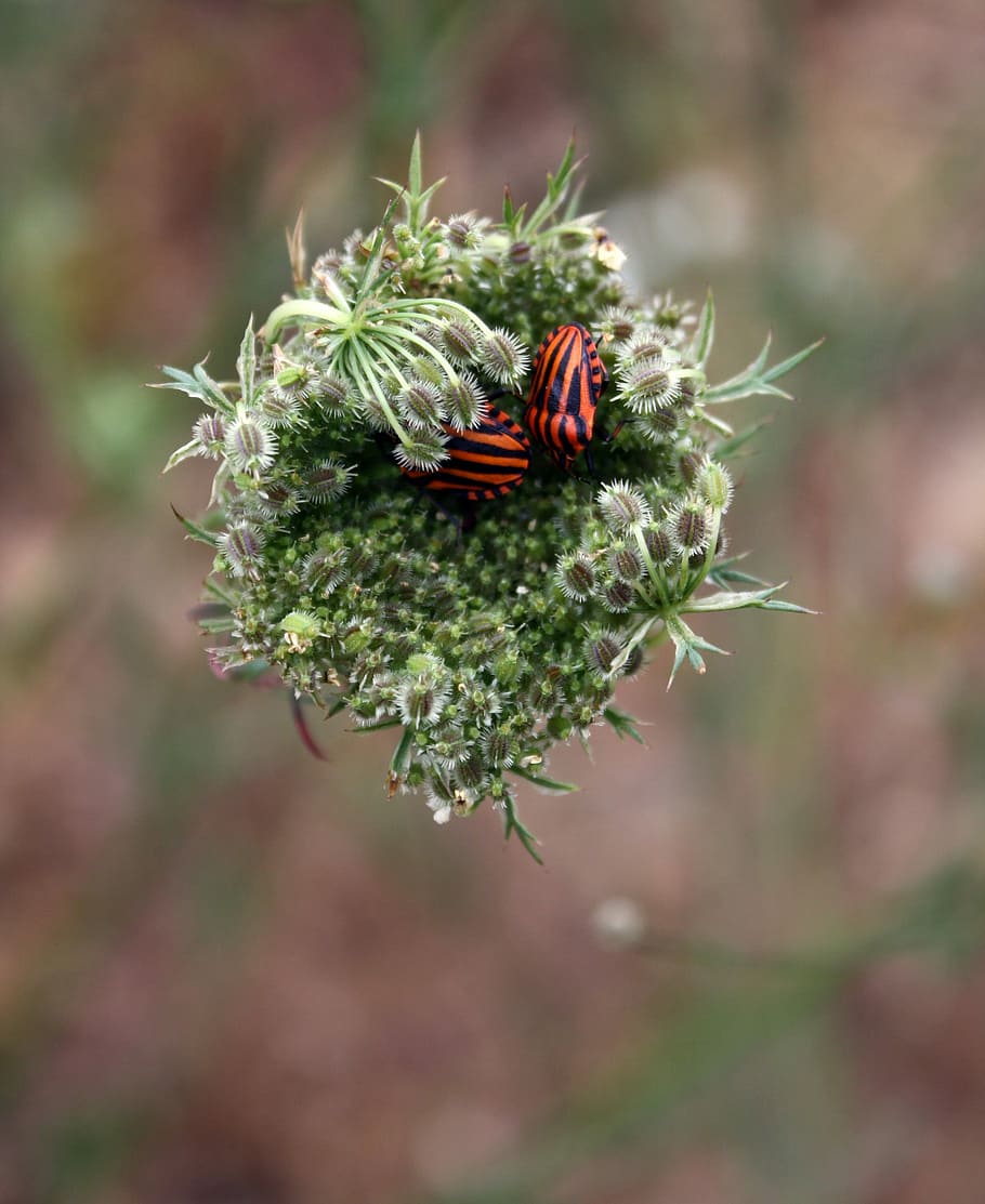 Minstrel, Bug, Beetle, Striped, minstrel bug, striped-bug, insect, nature, outdoor, garden