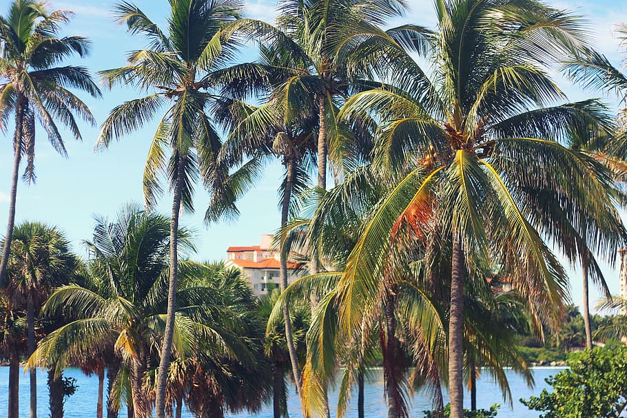 palmeras, playa, verano, cielo azul, mar, océano, naturaleza, viajes, vacaciones, palmera