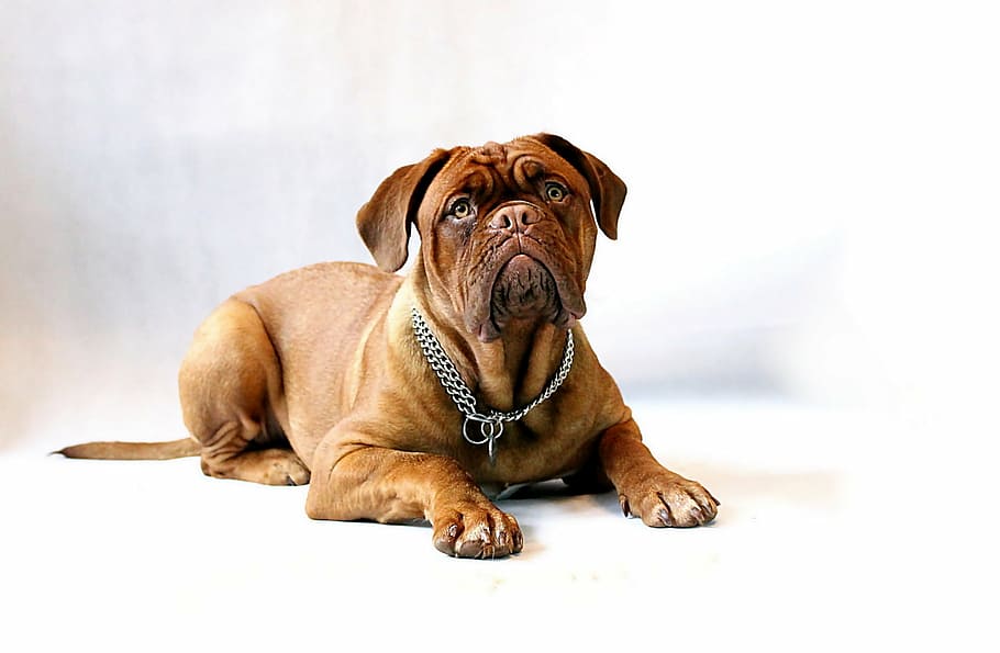 short-coated, brown, dog, chain necklace, floor, dogue de bordeaux, mastiff, bordeaux, burgundy, puppy
