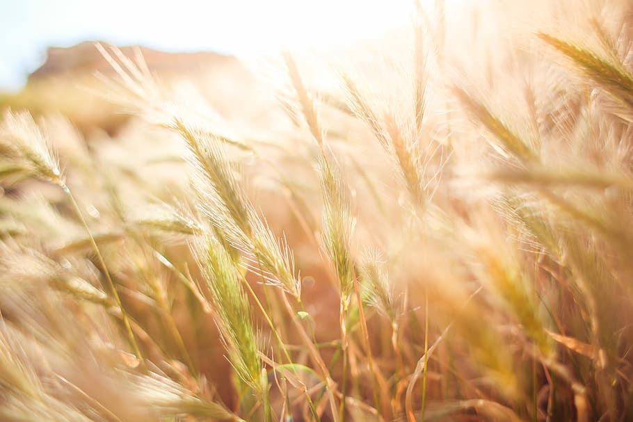 sol, cerca, campo de trigo, primer plano, maíz, campo, grano, naturaleza, soleado, trigo