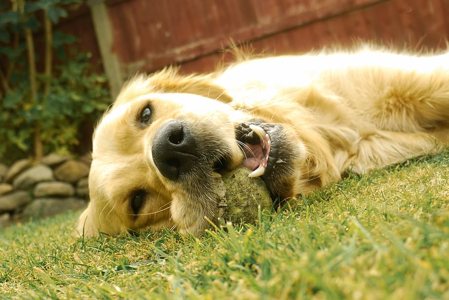 Включи собака мама. Улыбка лабрадора. Милая собака. Собака лежит фото. Золотистый лабрадор улыбается.