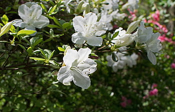 Fotos azalea amarilla libres de regalías | Pxfuel