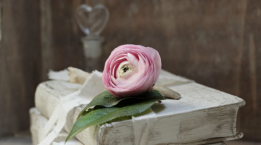 closeup, photography, pink, satin, rose, book, books, old books, shabby chic, lying