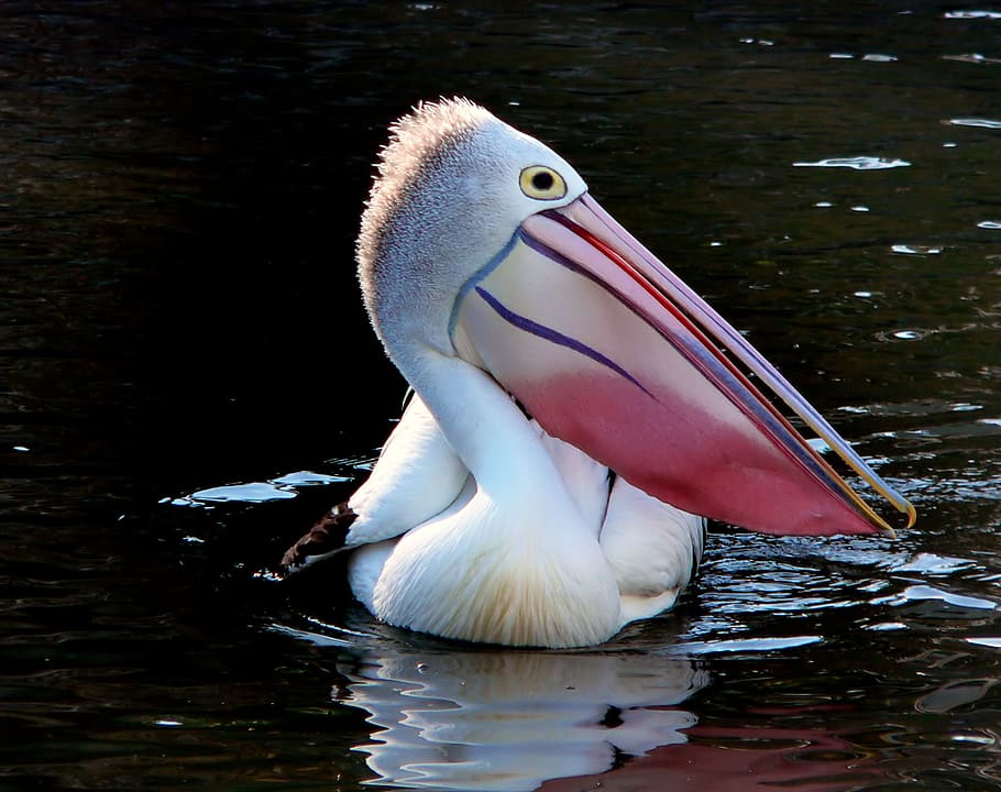 Pelicano, retrato, Pelecanus conspicillatus, pelicano branco, animais em estado selvagem, animais selvagens, temas animais, pássaro, agua, animal