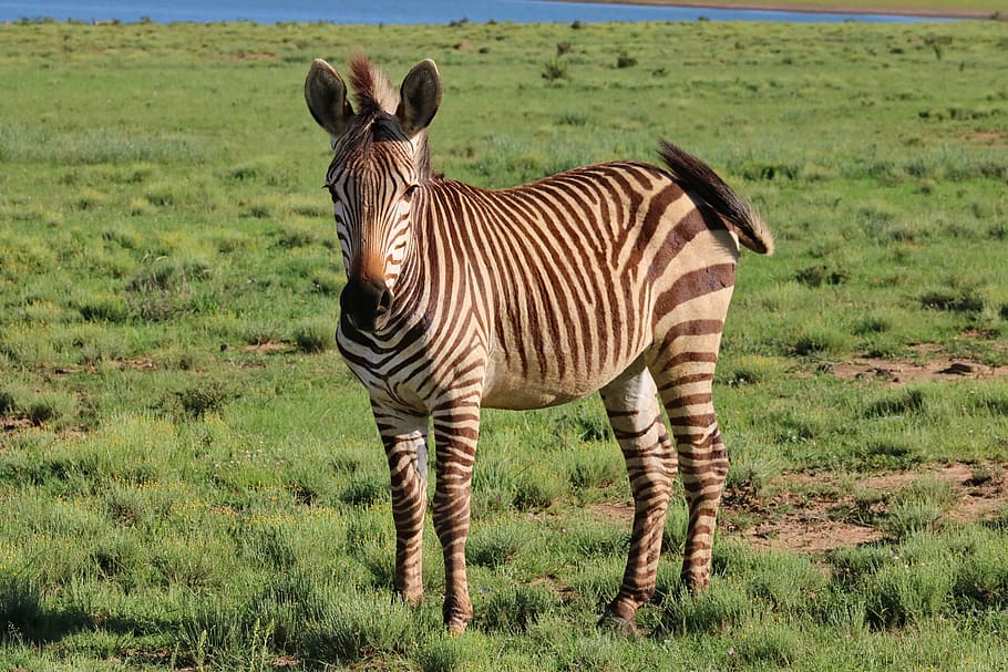 hartmann, kuda zebra, zebra gunung, dunia binatang, Afrika, garis-garis, alam, safari, binatang menyusui, bergaris