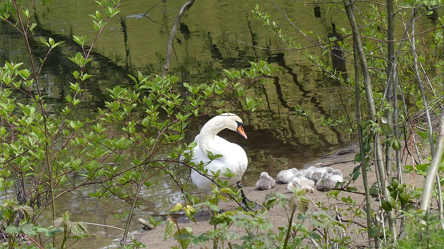 swan, swan family, young swans, swans, wildlife photography, young swan, animal world, bird, plant, vertebrate