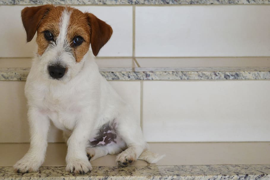 Dog, Terrier, Russell, Pet, Animal, pet, animal, jack russell terrier, pets, cute, canine