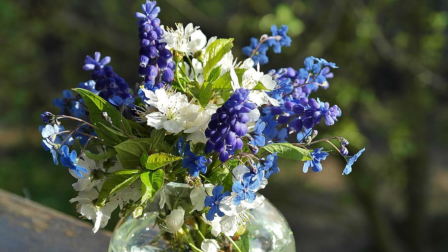 青い花びらの花, 花, 花束, 春, カラフル, 色, 白, サワーチェリー, 忘れないで, ムスカリ