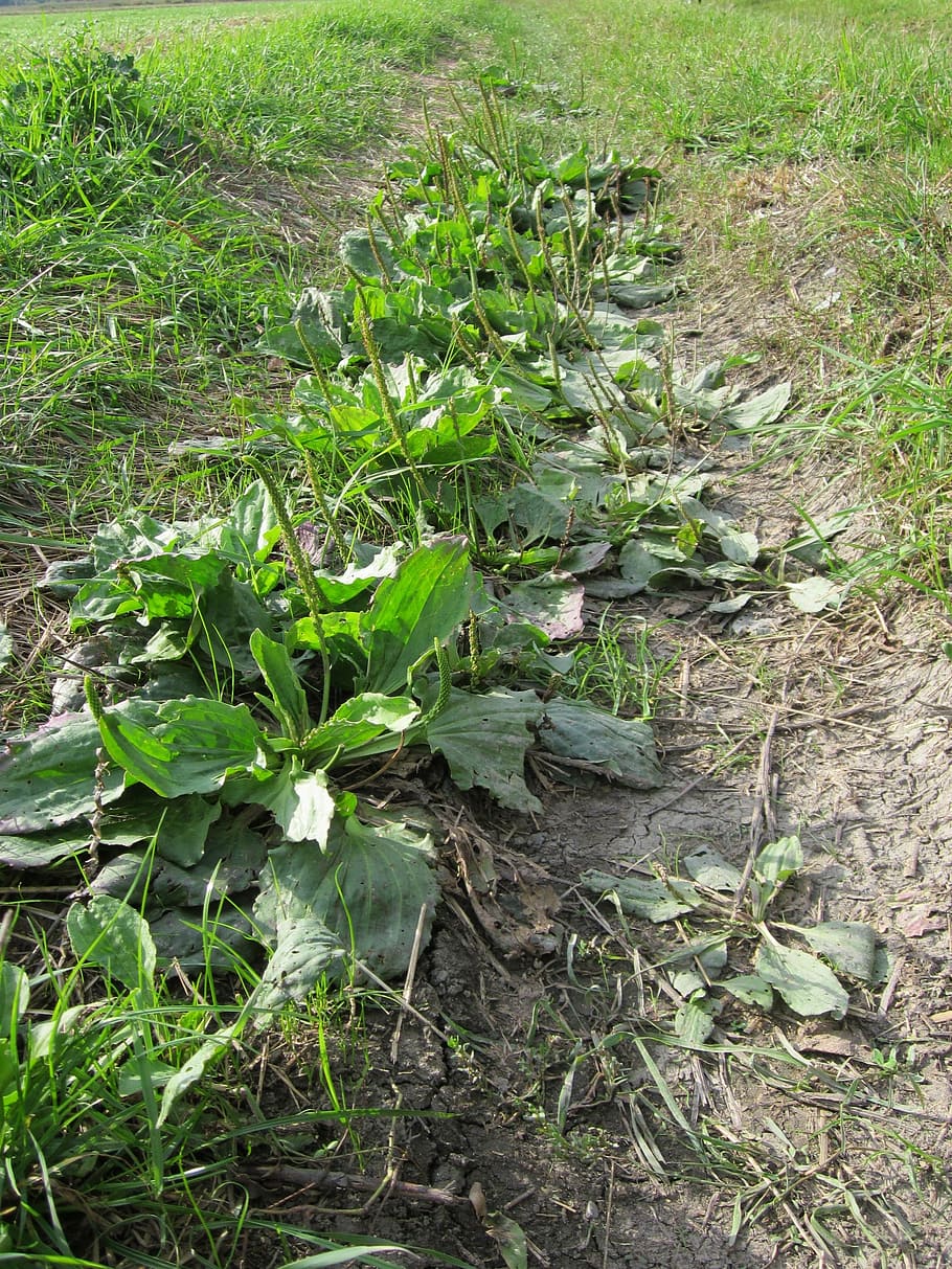 plantago major, braodleaf plantain, greater plantain, flora, wildflower, leaves, botany, species, plant, growth