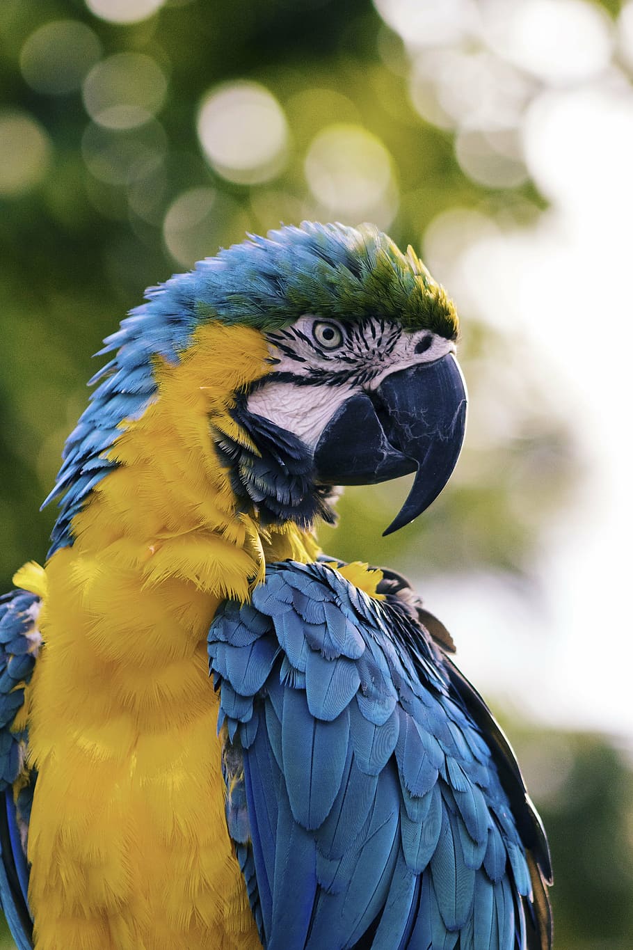 biru, kuning, macaw, burung, paruh, bulu, hewan, terbang, bayan, warna-warni