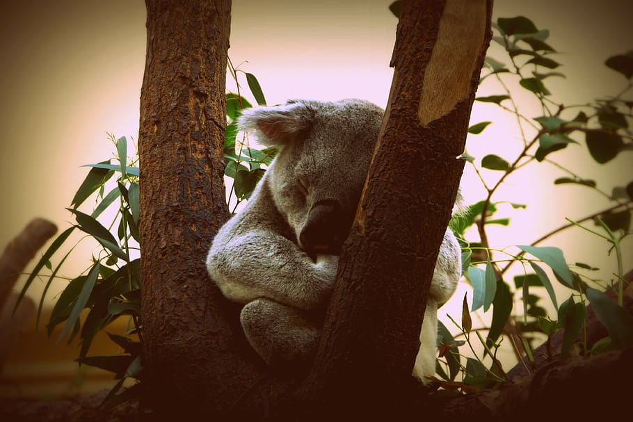 koala, animal, nature, puppy, little bear, australia, tree, plant, animal wildlife, branch