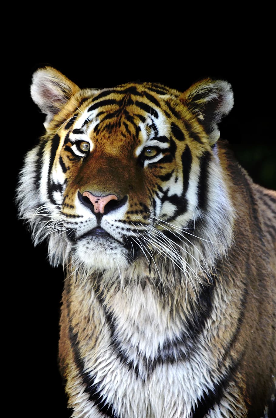 close, photograph, tiger, brown, black, and white, white Bengal tiger, cat, dangerous, predator, noble