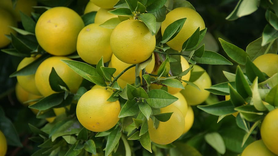 lemon lot, grapefruit, garden, tree, leaves, green, fruit, food and drink, healthy eating, lemon