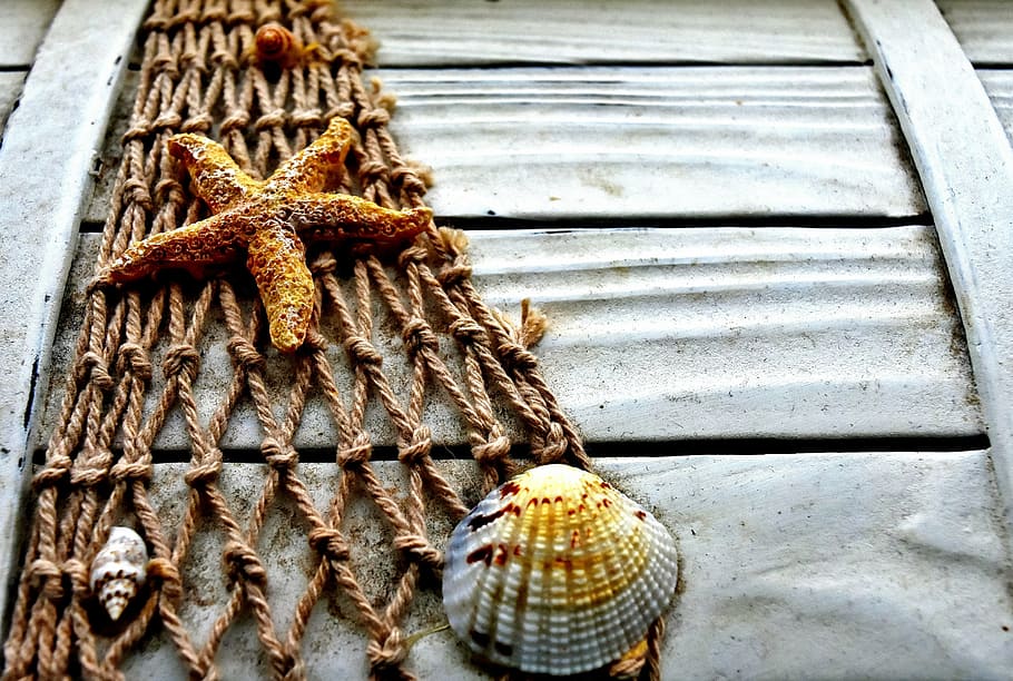 shell, starfish, brown, net, decor, maritime, box, wood, fishing net, casket