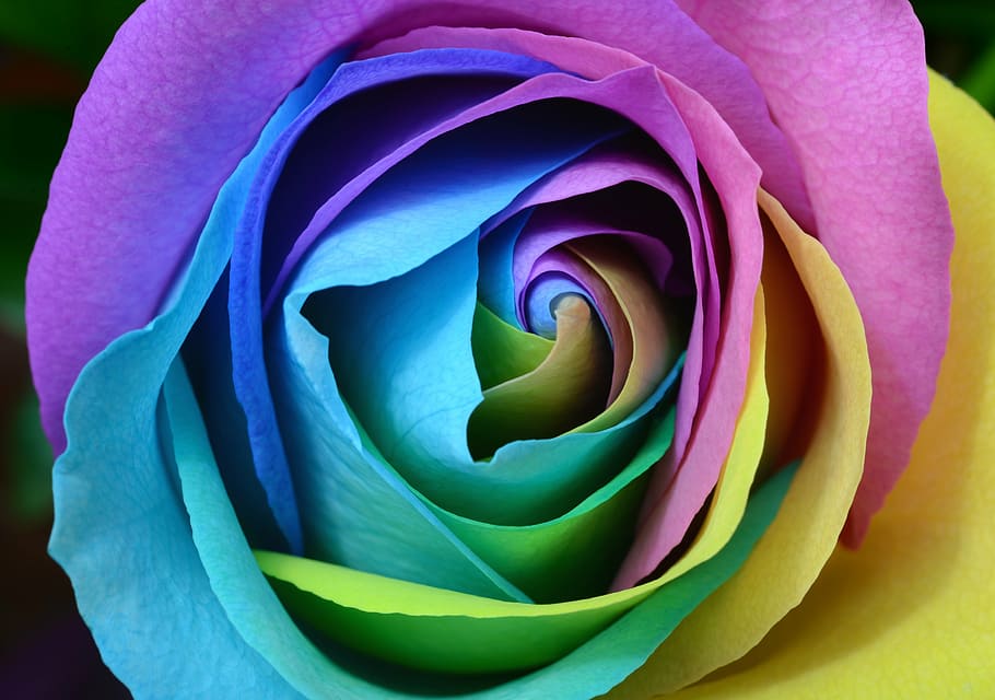teal, biru, merah muda, mawar, warna-warni, kelopak, bunga, tanaman, daun bunga, bunga mawar