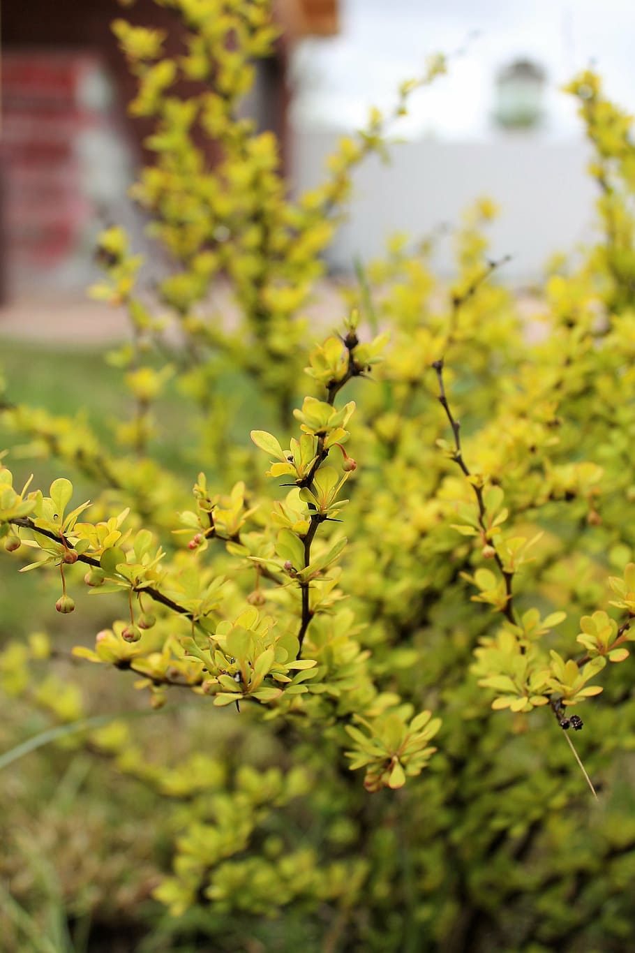 shrub, barberry, yellow, bush, plant, growth, focus on foreground, beauty in nature, green color, plant part