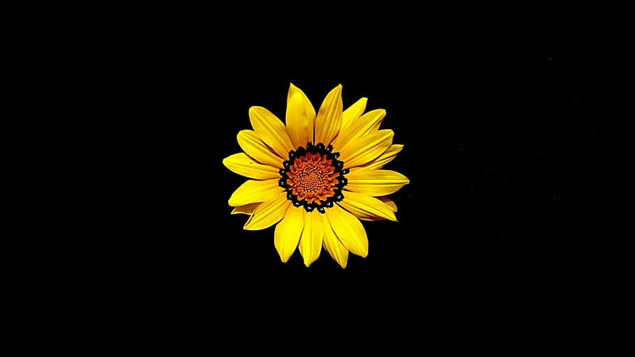 yellow sunflower blooming, mother's day, flower, yellow, nature, spring, floral, plant, summer, blossom