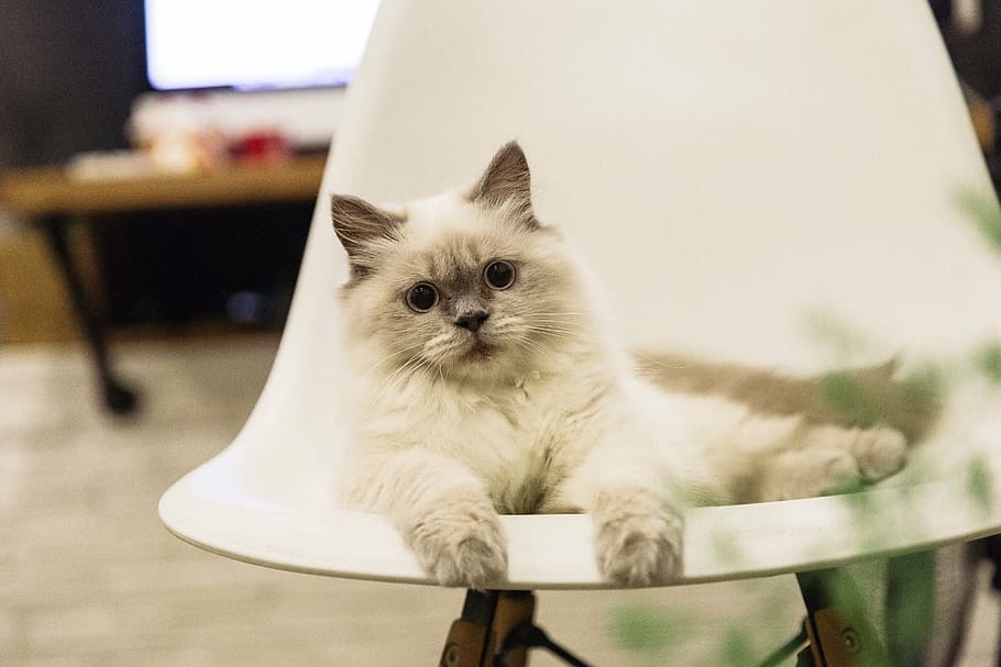 selectivo, fotografía de enfoque, pelo largo, blanco, gato, silla, mascota, gatito, muñeca de trapo, gato encantador