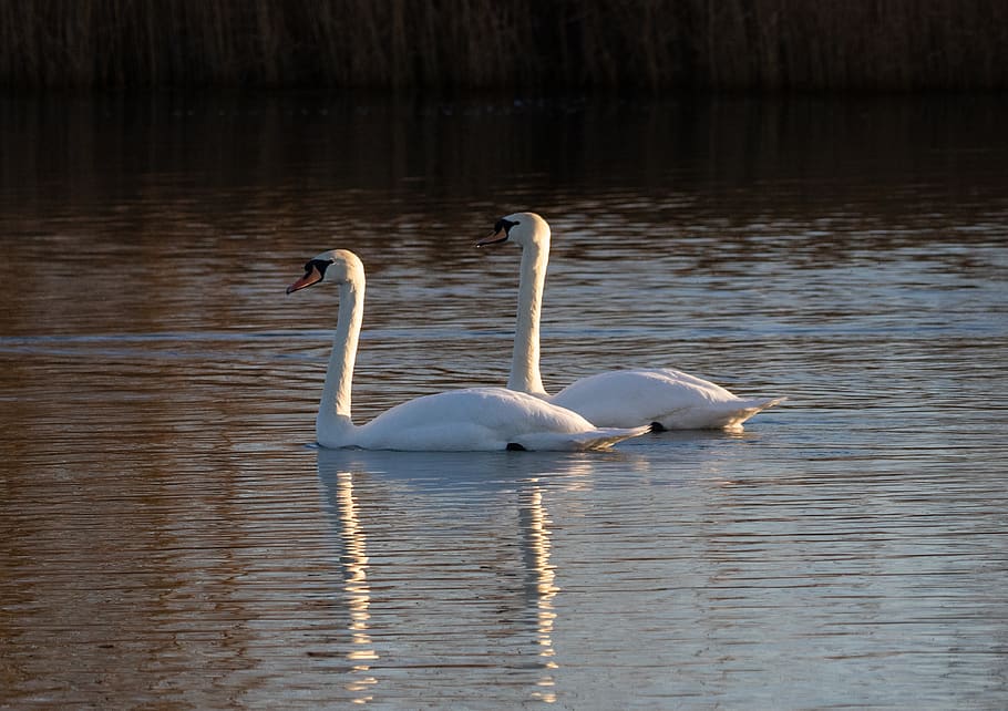 swans, reflection, lake, river, white, bewick swan, elegant, bird, water bird, water